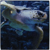 Decorative Glass Tiles - JT Photo Service